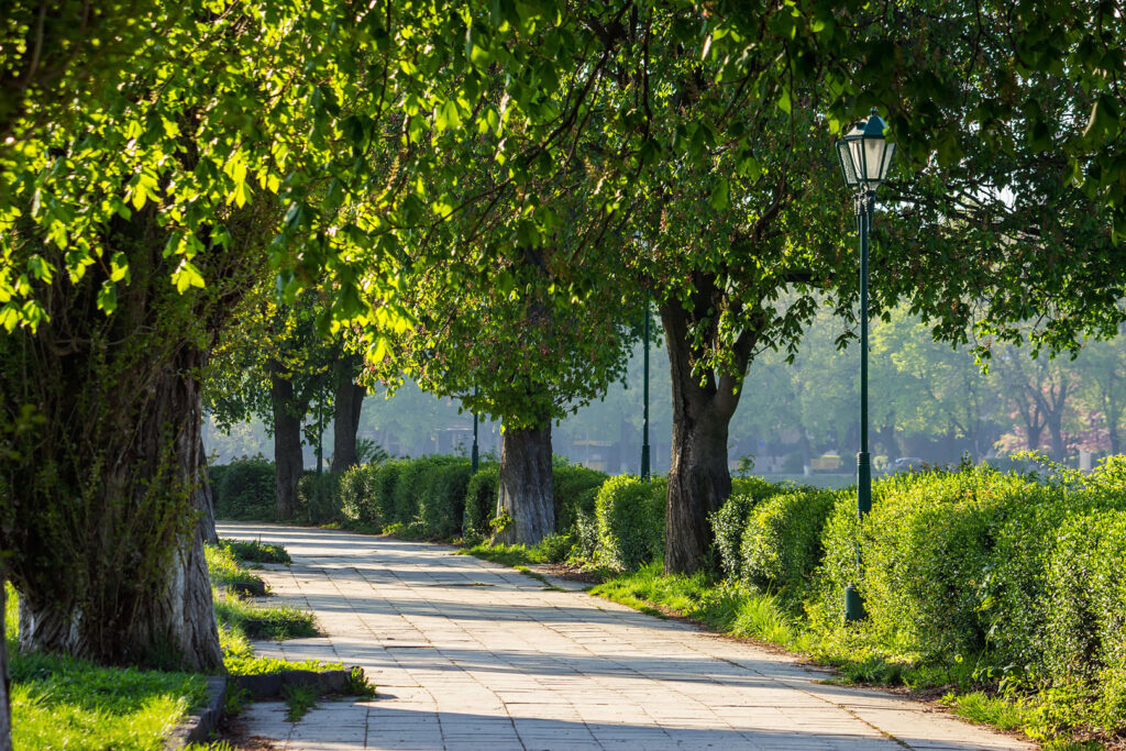 Allee Park mit alten Bäumen