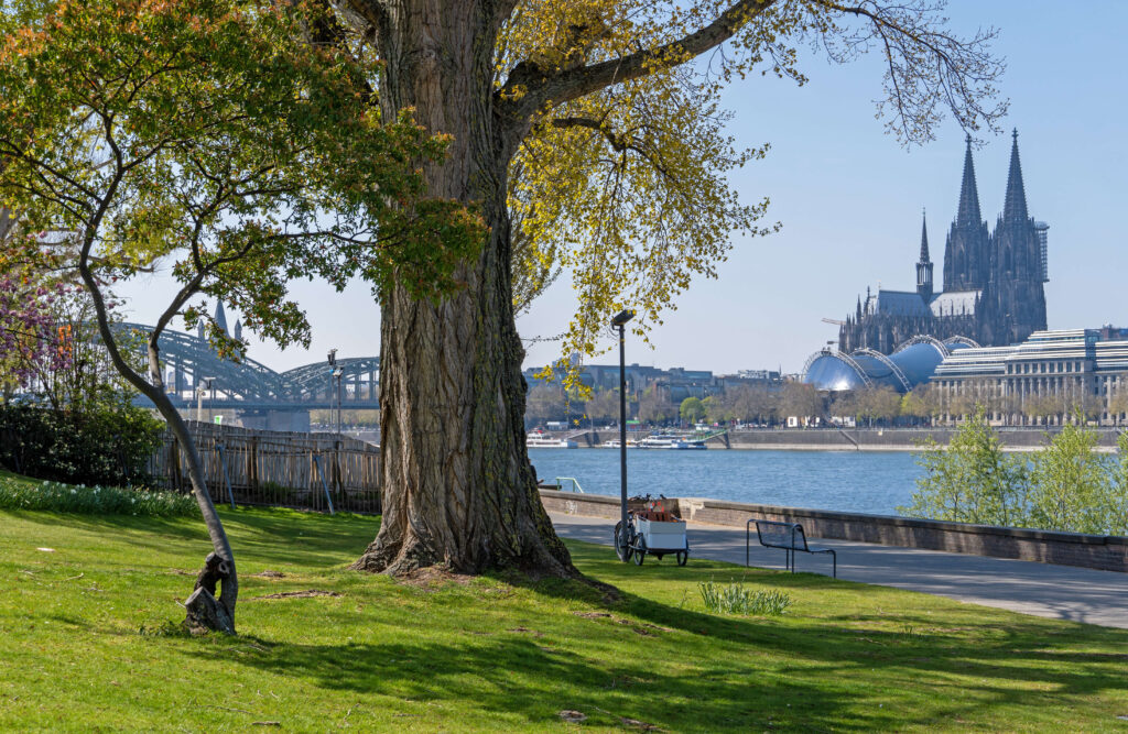 Blick von der Promenade einem Baum bis hin zu dem Kölner Dom in NRW